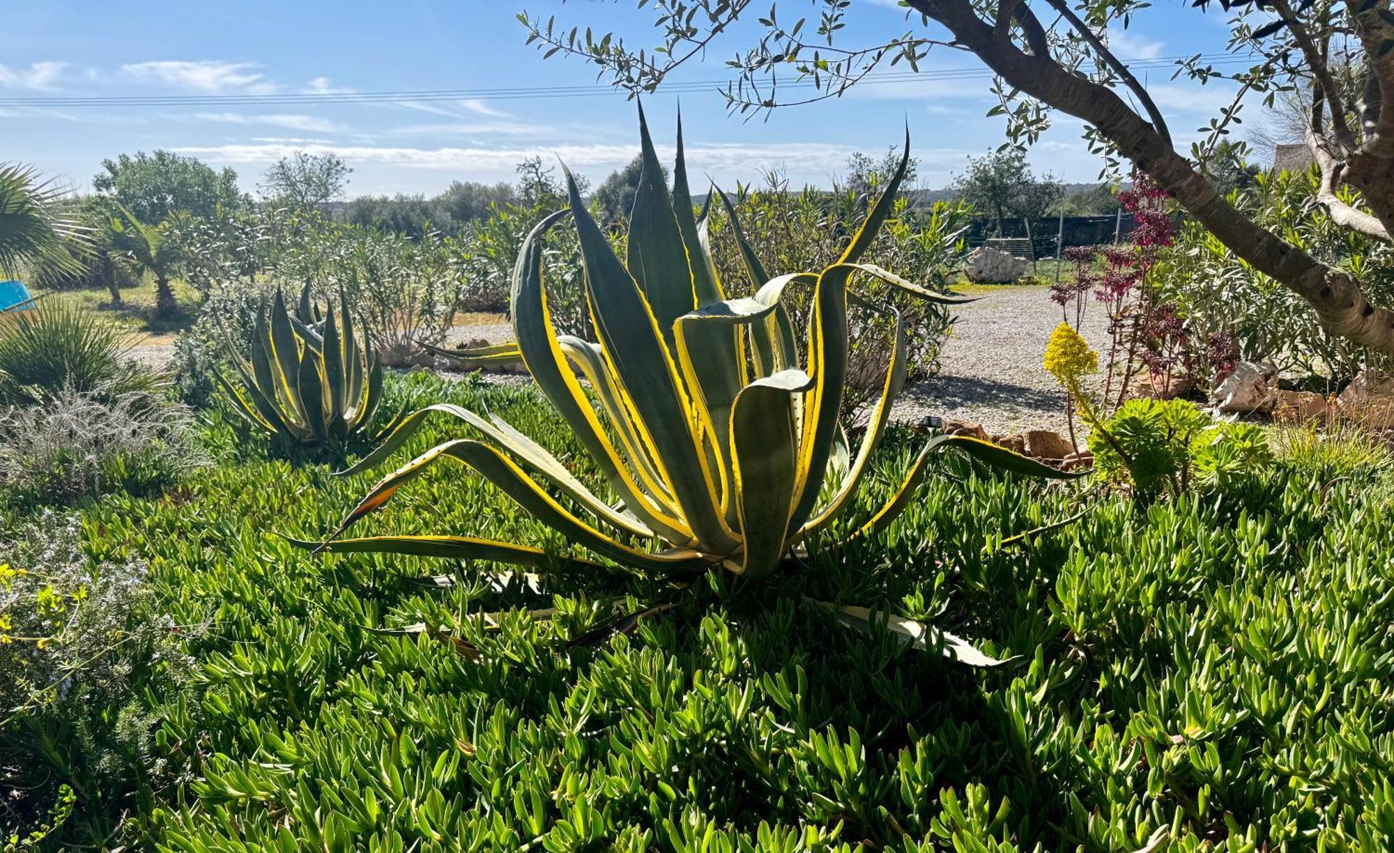 Finca Es Velar Santanyí Exteriör bild